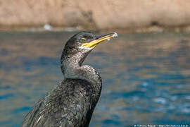 European Shag