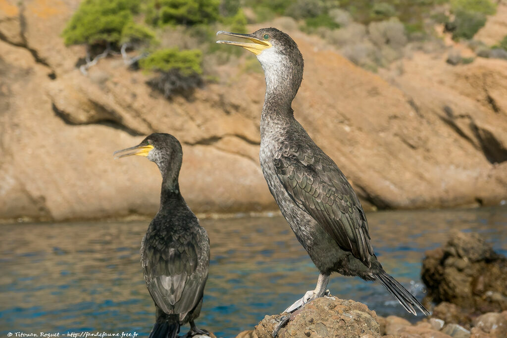 European Shag, identification, close-up portrait, aspect, pigmentation