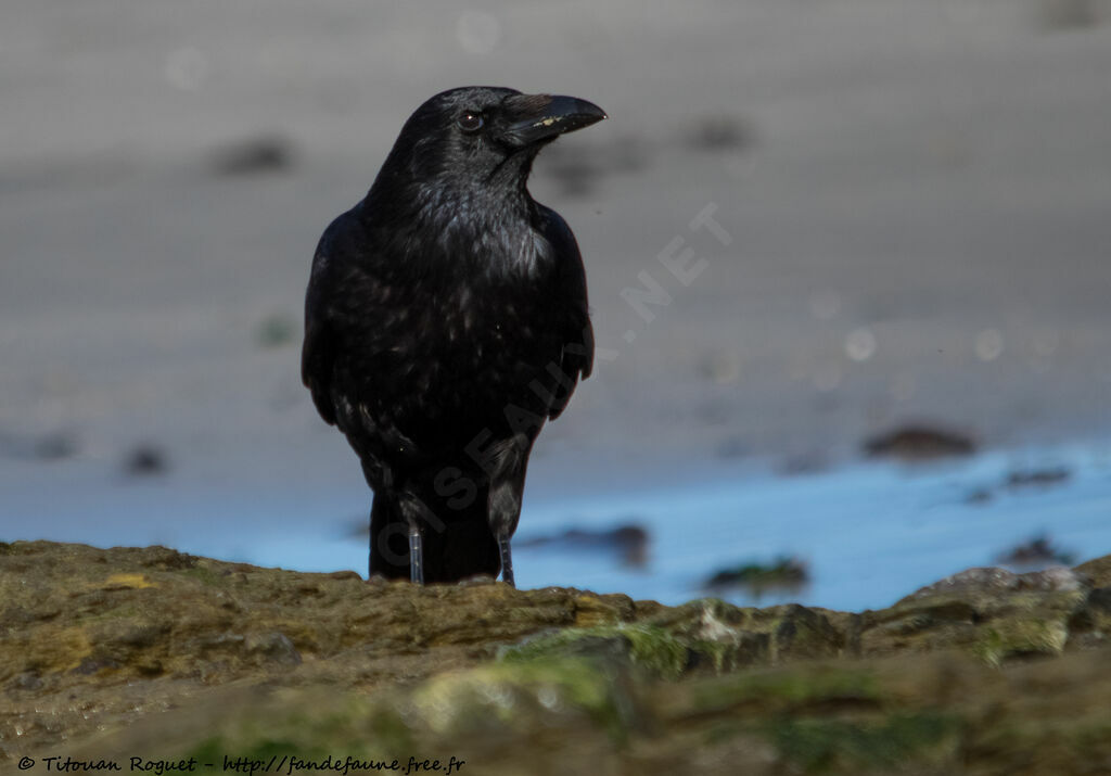 Corneille noire, identification