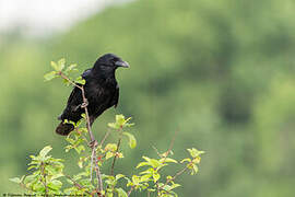 Carrion Crow