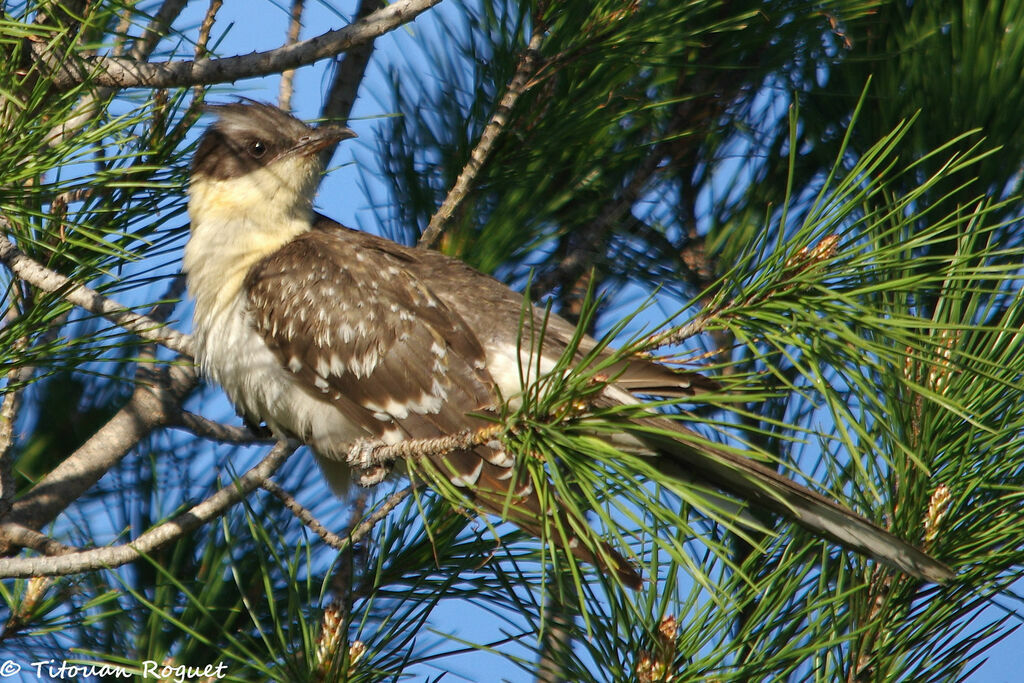 Coucou geaiadulte, identification