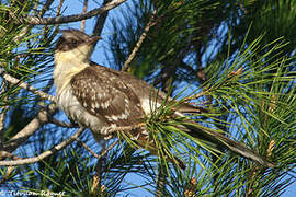 Great Spotted Cuckoo