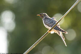 Common Cuckoo