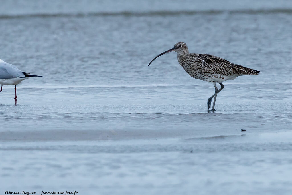 Eurasian Curlew