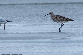 Eurasian Curlew