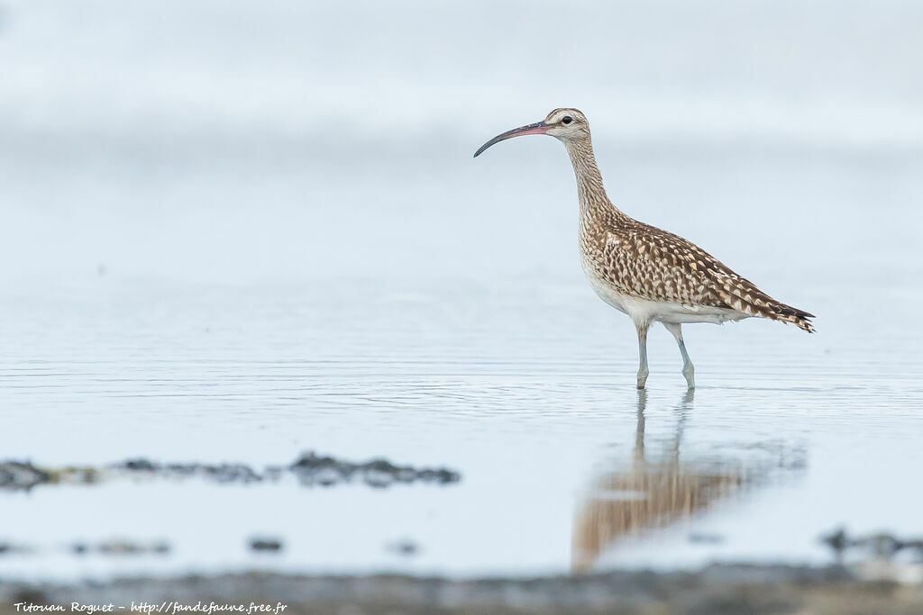 Eurasian Whimbrel