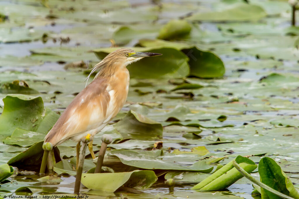 Squacco Heron, identification