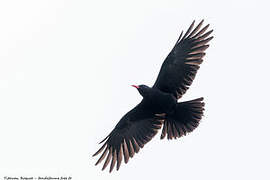 Red-billed Chough