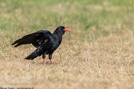 Red-billed Chough