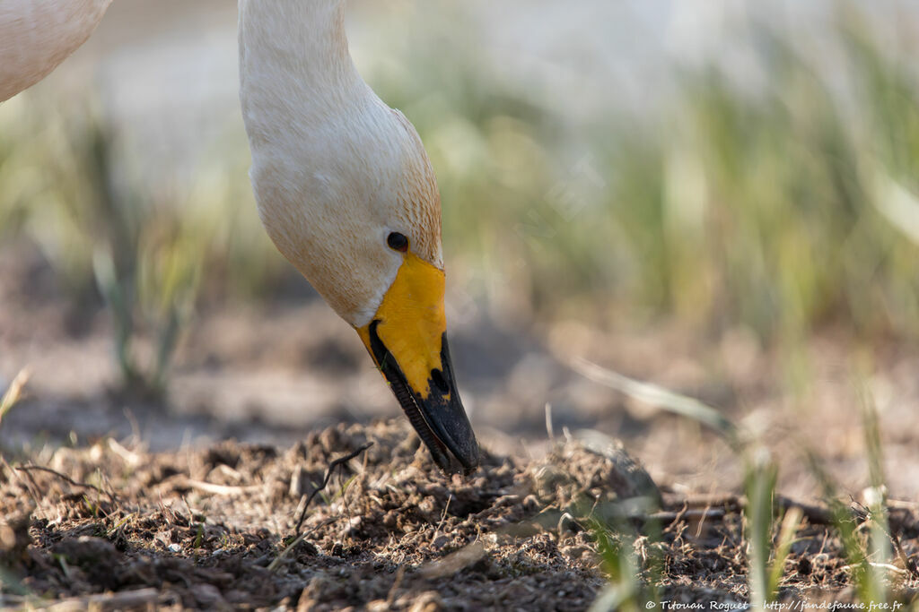 Whooper Swanadult, identification, eats