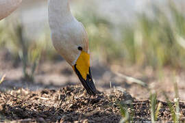 Whooper Swan