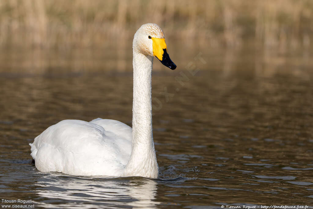 Cygne chanteuradulte, nage