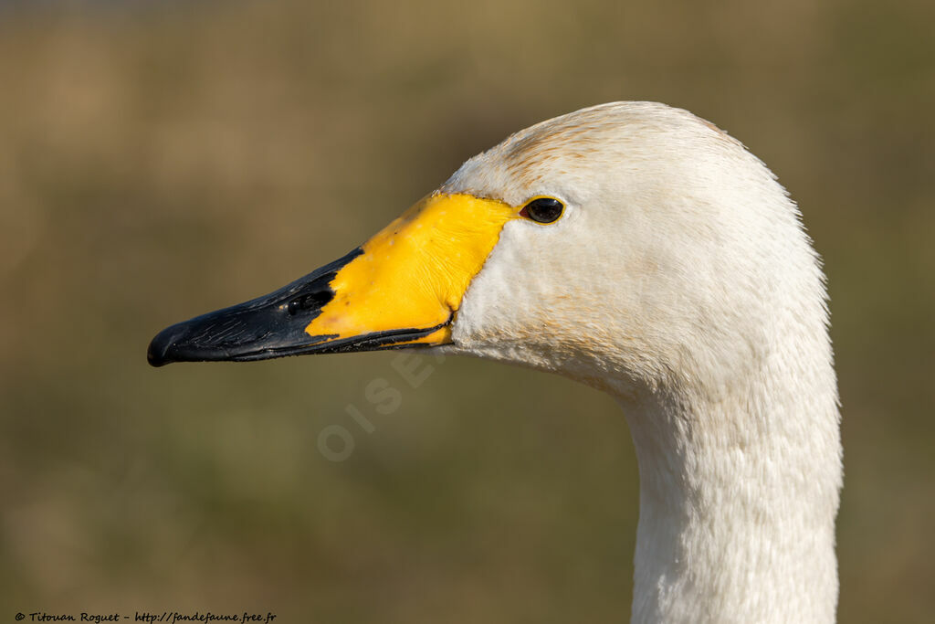 Whooper Swanadult, identification, close-up portrait