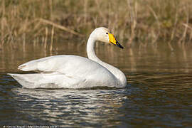 Whooper Swan