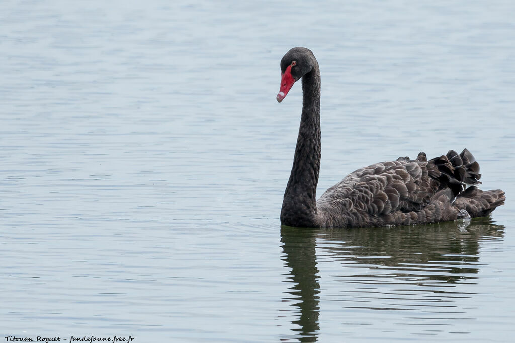 Cygne noir