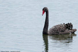 Cygne noir