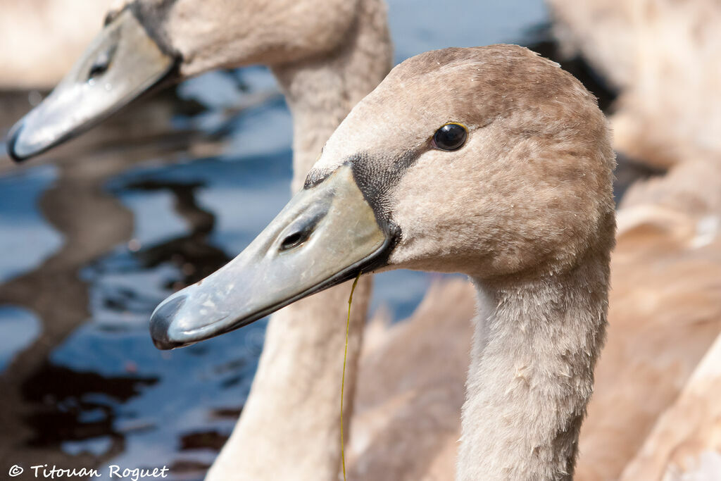 Mute SwanFirst year, identification, close-up portrait