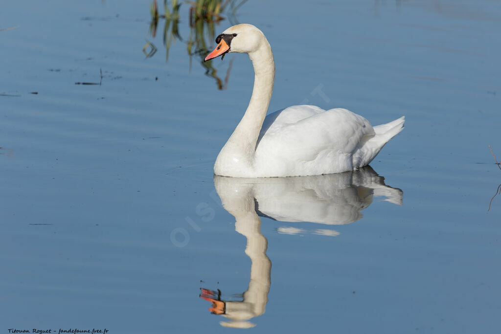 Cygne tuberculé