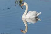 Cygne tuberculé