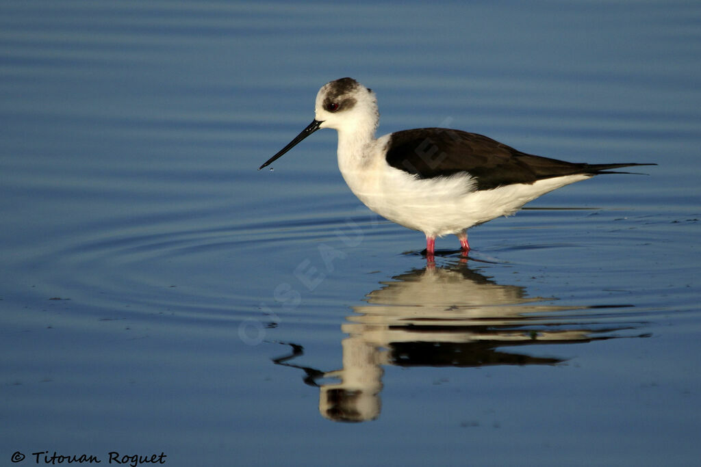 Black-winged Stilt, identification, walking