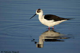 Black-winged Stilt