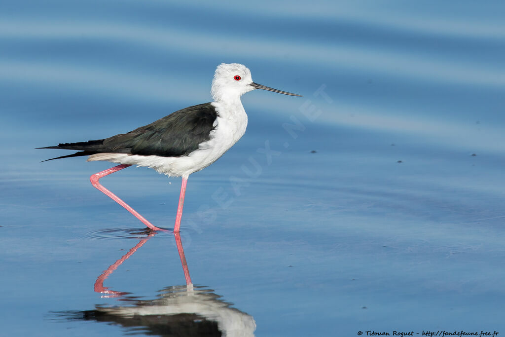 Black-winged Stiltadult breeding, identification, close-up portrait, aspect, pigmentation, walking