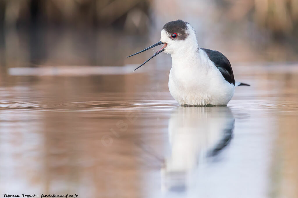 Black-winged Stilt