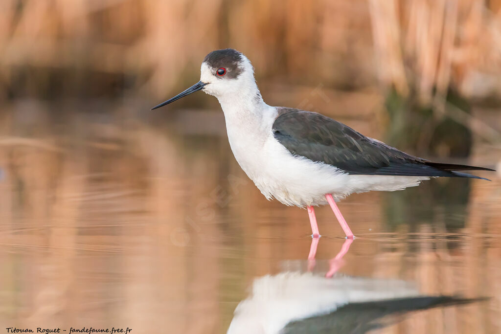 Black-winged Stilt