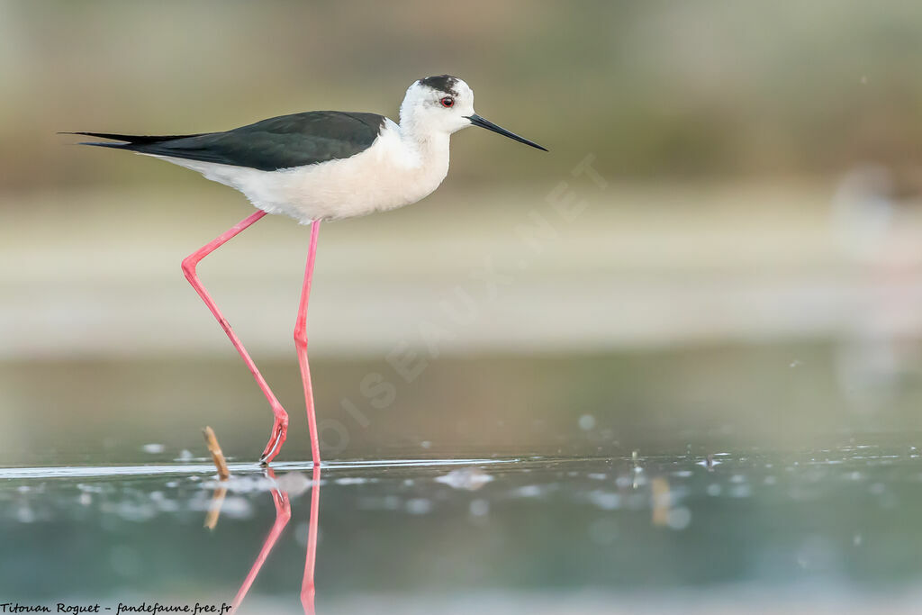 Black-winged Stilt