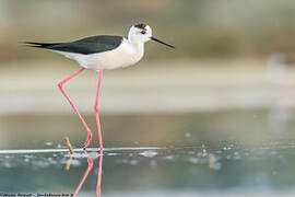 Black-winged Stilt