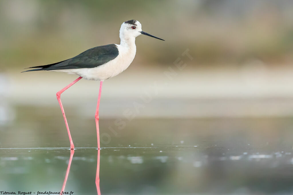 Black-winged Stilt