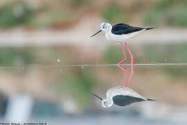 Black-winged Stilt