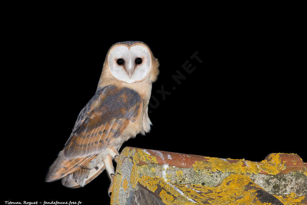 Western Barn Owl