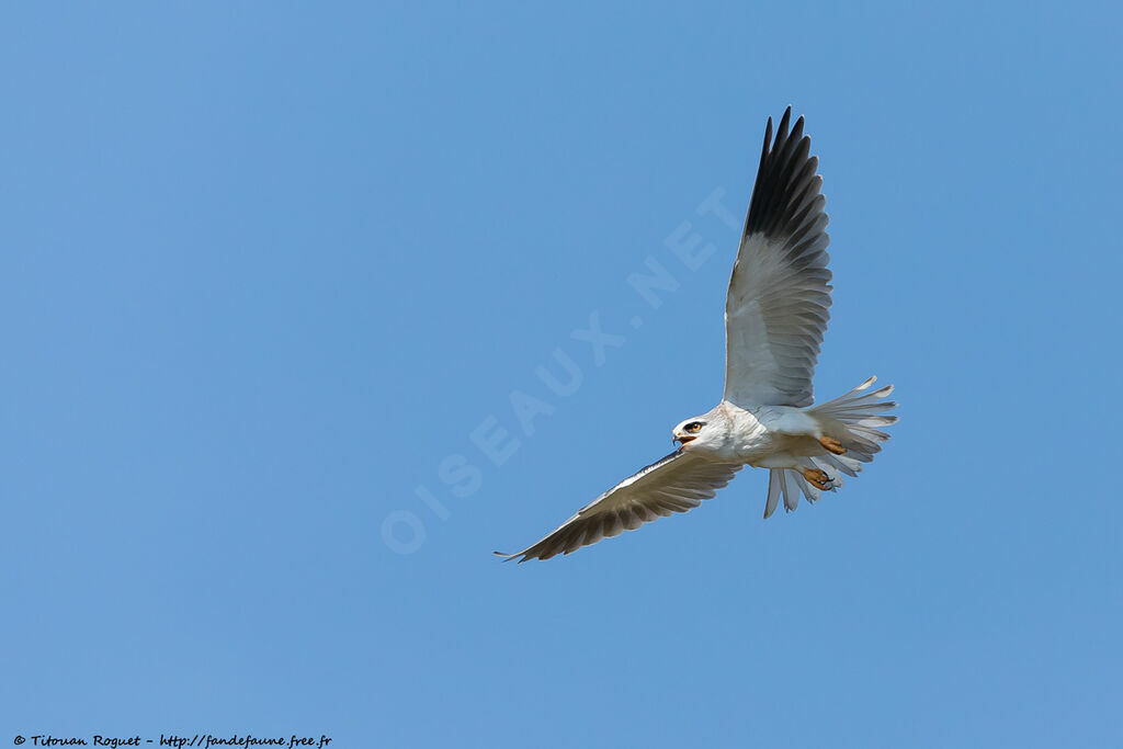 Black-winged KiteFirst year, identification, close-up portrait, aspect, pigmentation, Flight