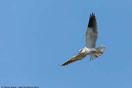 Black-winged Kite