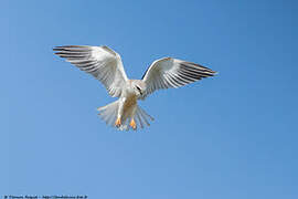 Black-winged Kite