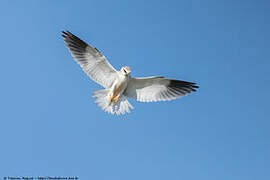 Black-winged Kite