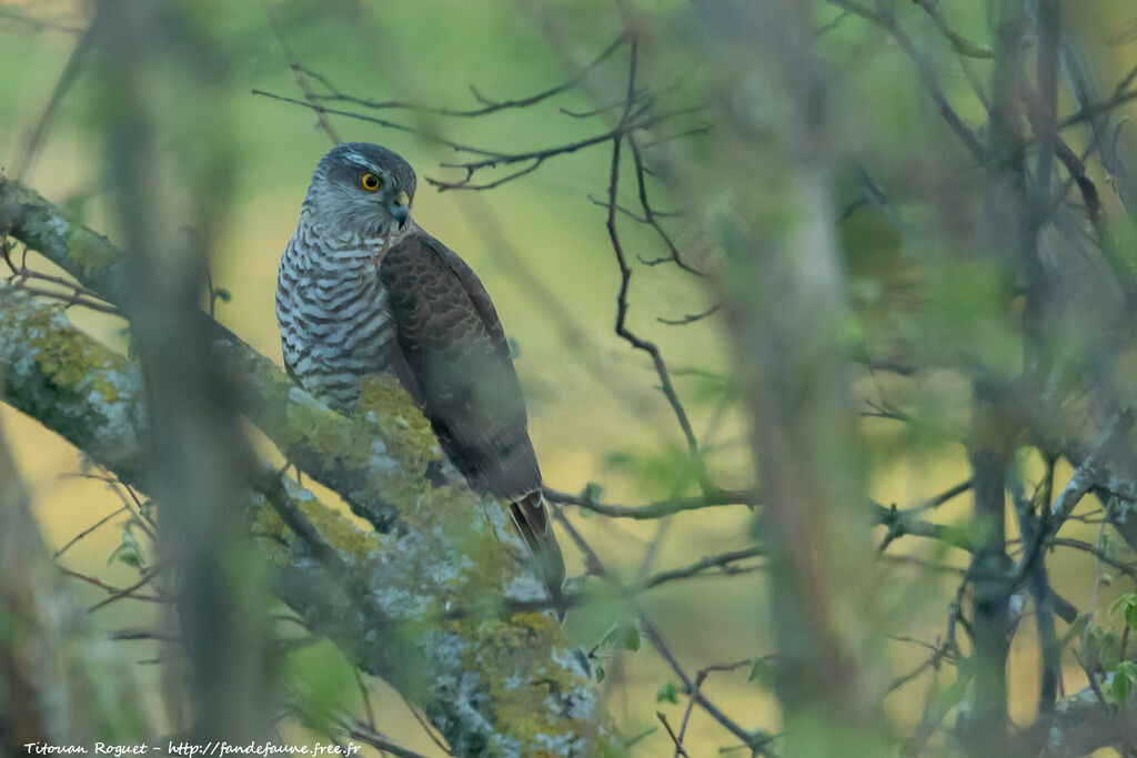 Eurasian Sparrowhawk