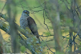 Eurasian Sparrowhawk