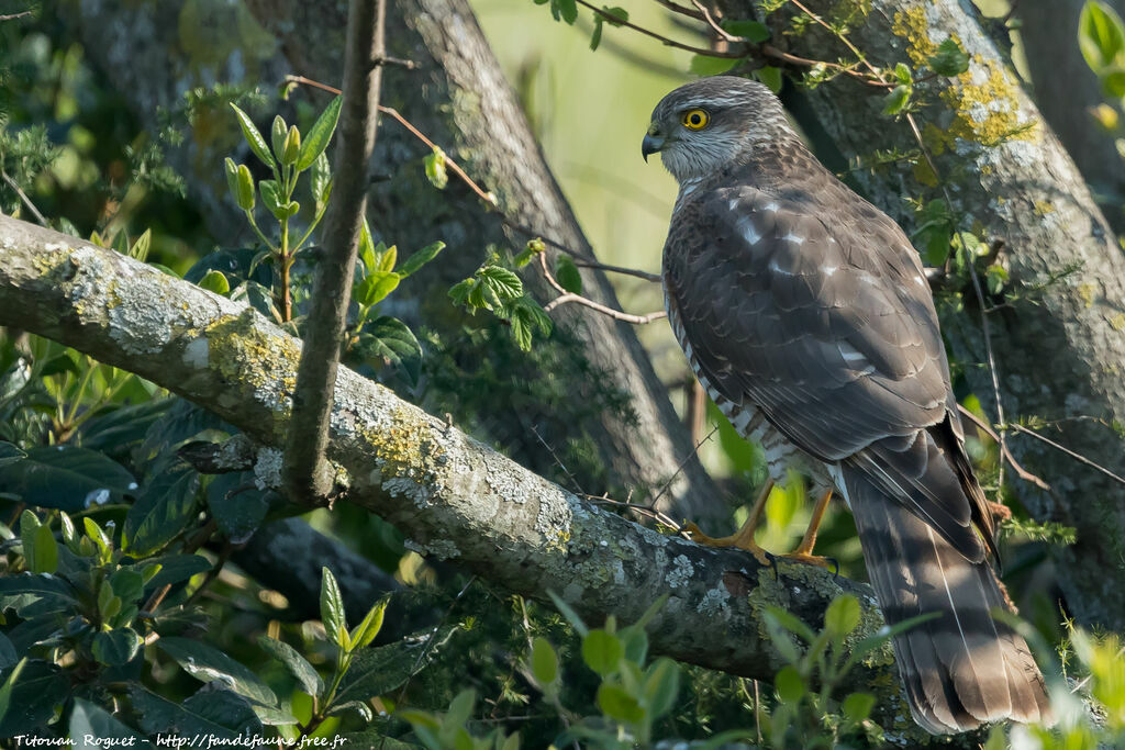 Eurasian Sparrowhawk