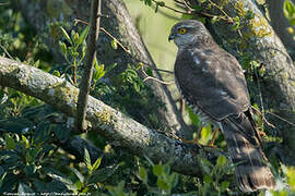 Eurasian Sparrowhawk