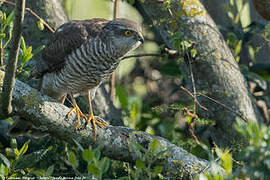 Eurasian Sparrowhawk