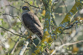 Eurasian Sparrowhawk