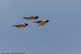 Rosy Starling