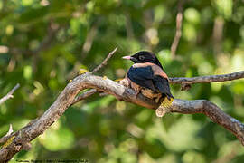 Rosy Starling