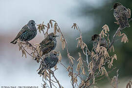 Common Starling