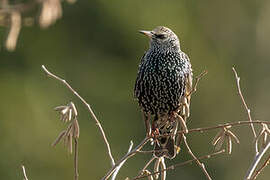 Common Starling