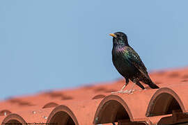 Common Starling