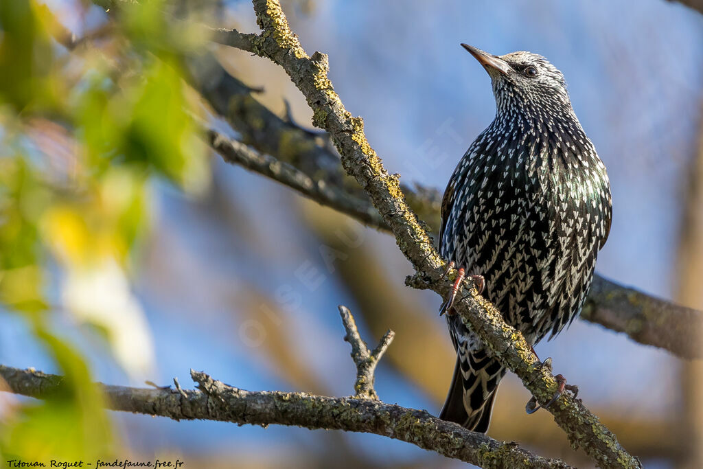 Common Starling