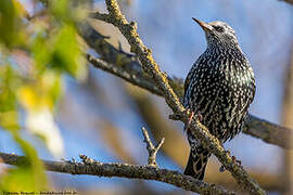 Common Starling